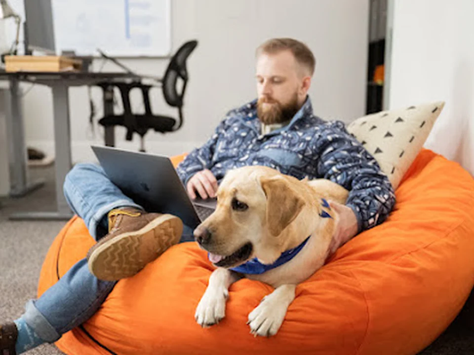 Odd Dog Media