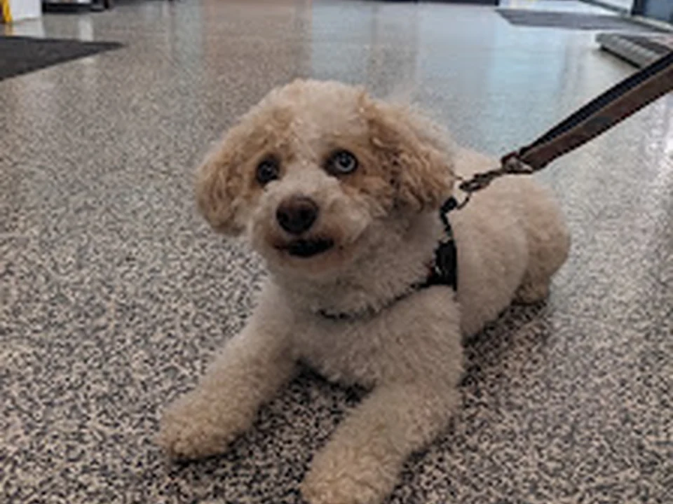 Finn Hill Animal Hospital & Urgent Care, Seattle