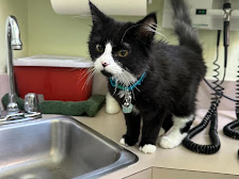 Elliott Bay Animal Hospital, Seattle