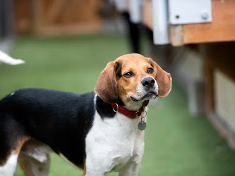 Emerald City Pet Rescue, Seattle