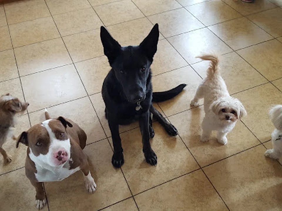 Power of Dog Training, Seattle