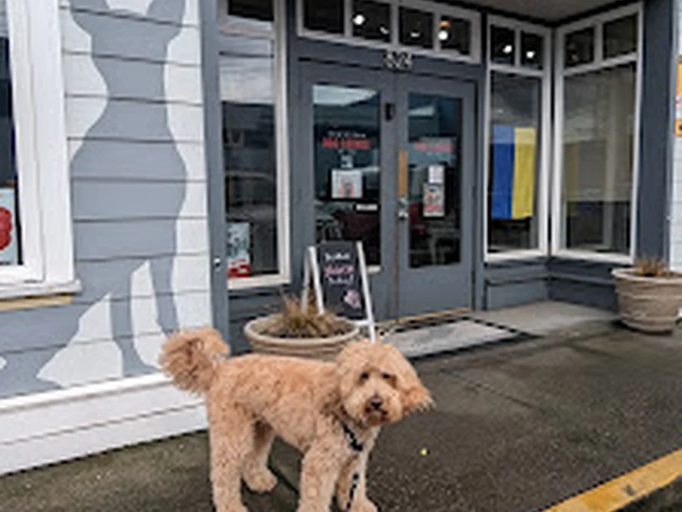 Downtown Dog Lounge, Seattle