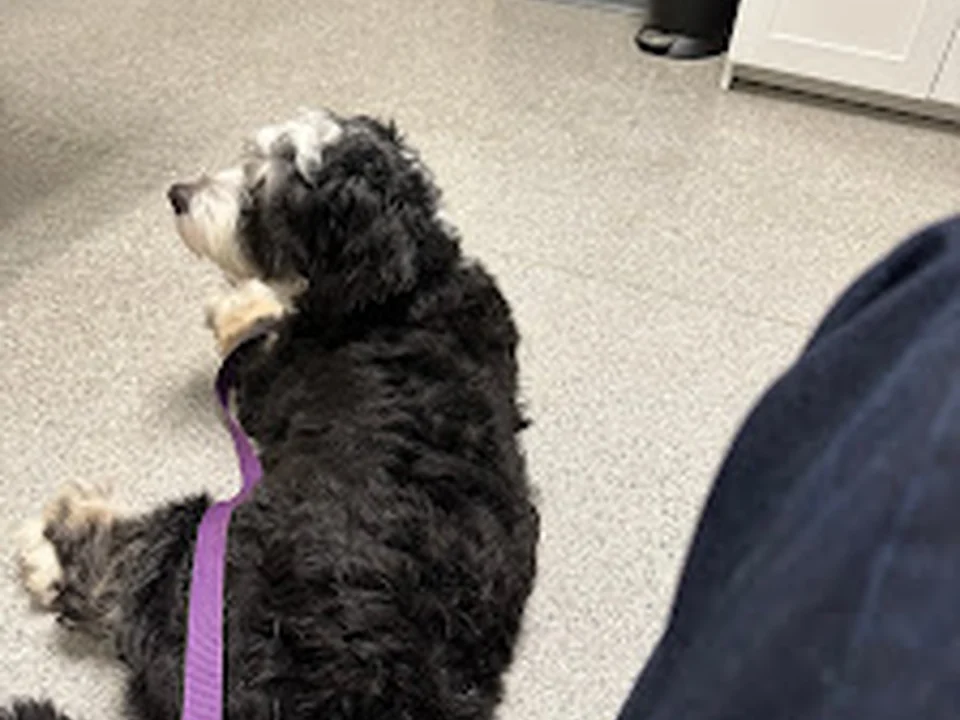 Shoreline Central Animal Hospital, Seattle