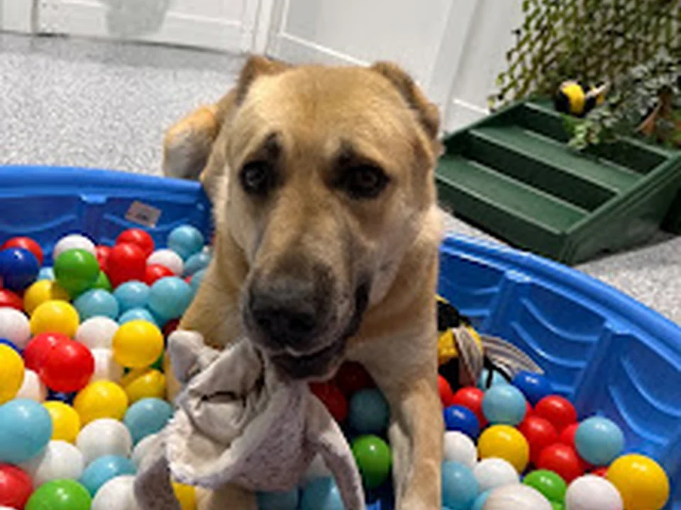 Rainier Dog Resort & Spa, LLC, Seattle