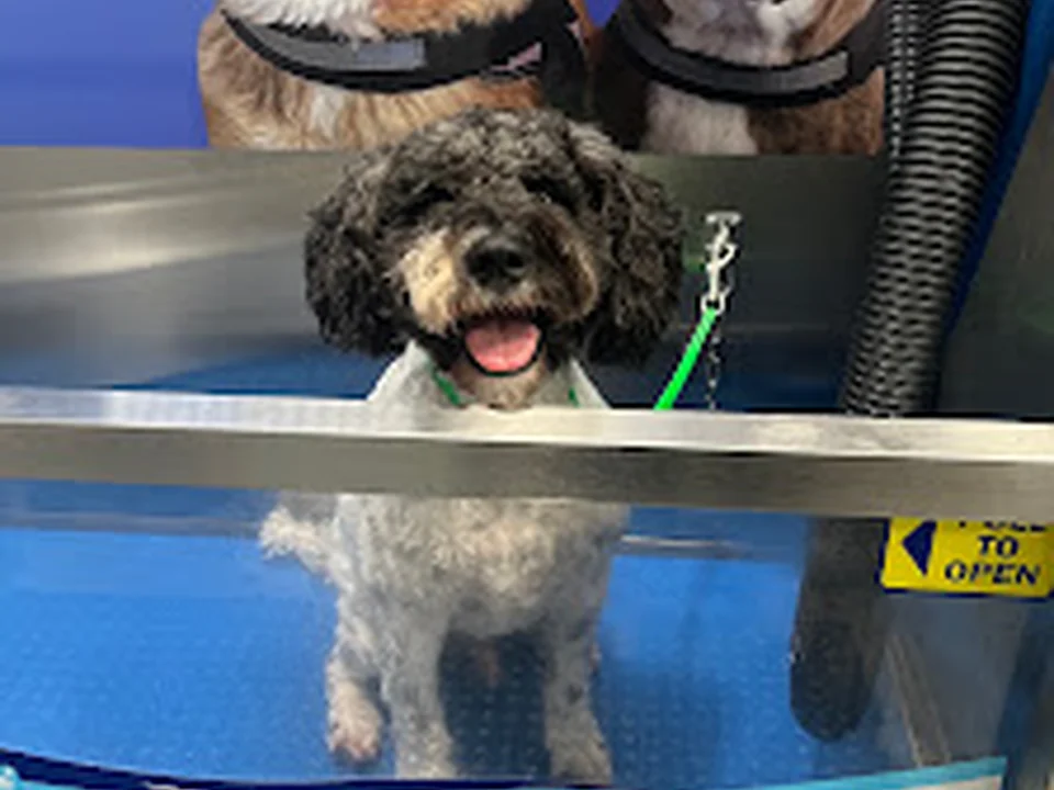 Seattle Canine Club - Dog Grooming & Self-Wash