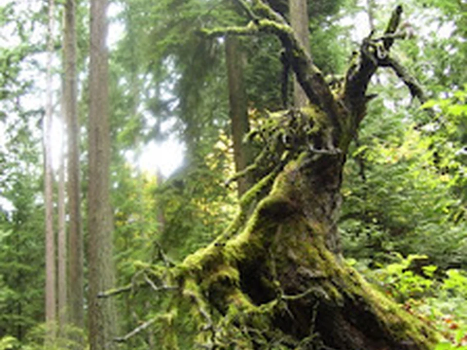 Bridle Trails State Park, Seattle