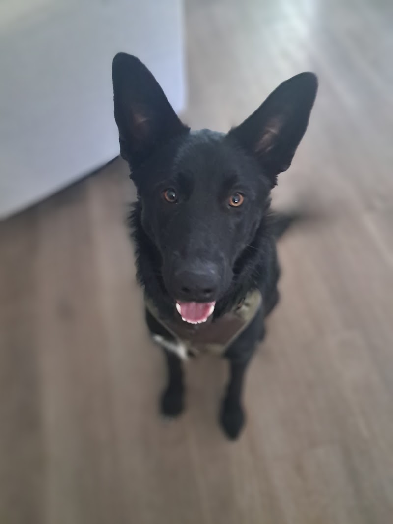 Katia's Dog Gone Walking(All Pet Service), Seattle