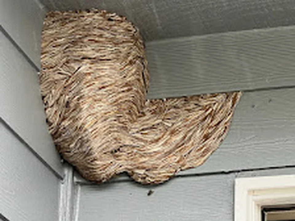 AMPM Exterminators, Seattle