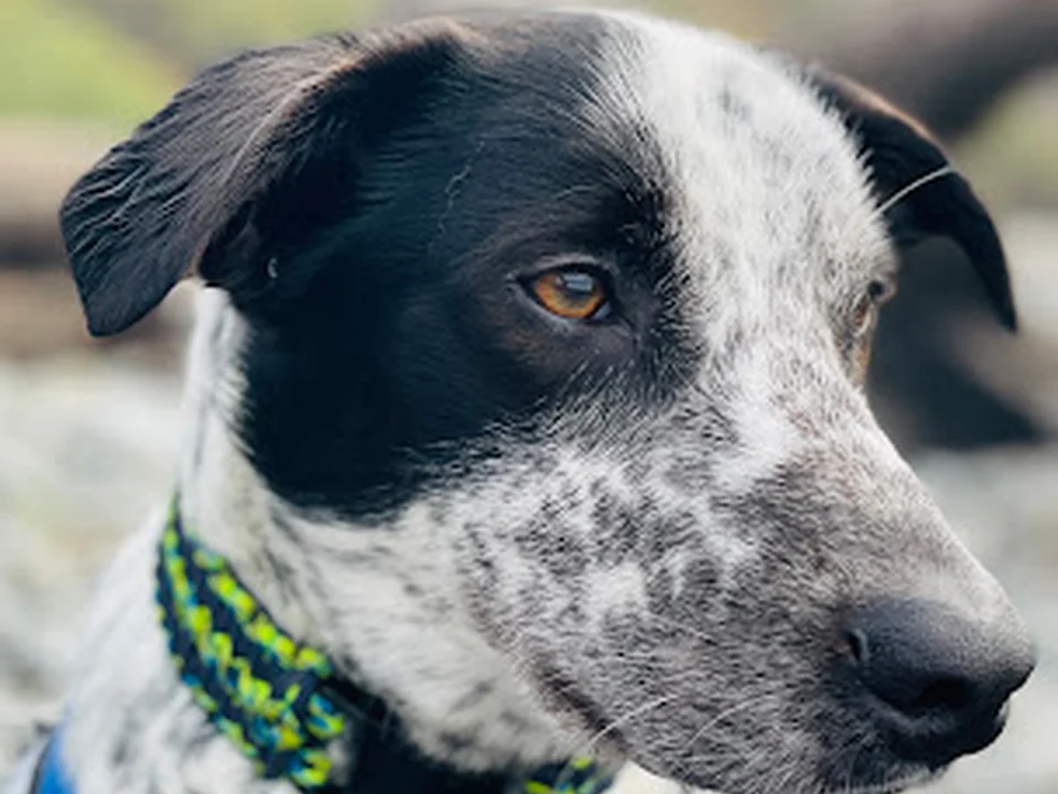 Juanita Hills Animal Hospital, Seattle