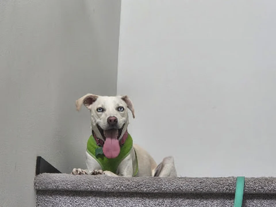 NorthWest Wag Rescue, Seattle