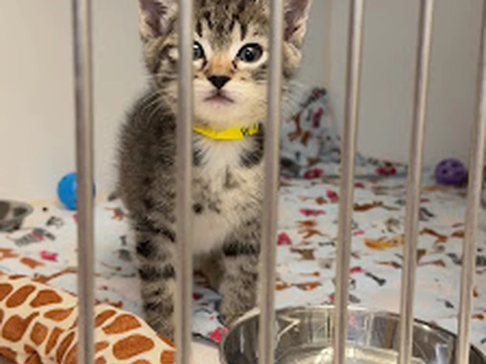Homeward Pet Adoption Center, Seattle