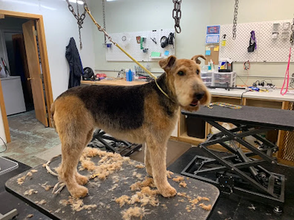 Dog Star Grooming, Seattle