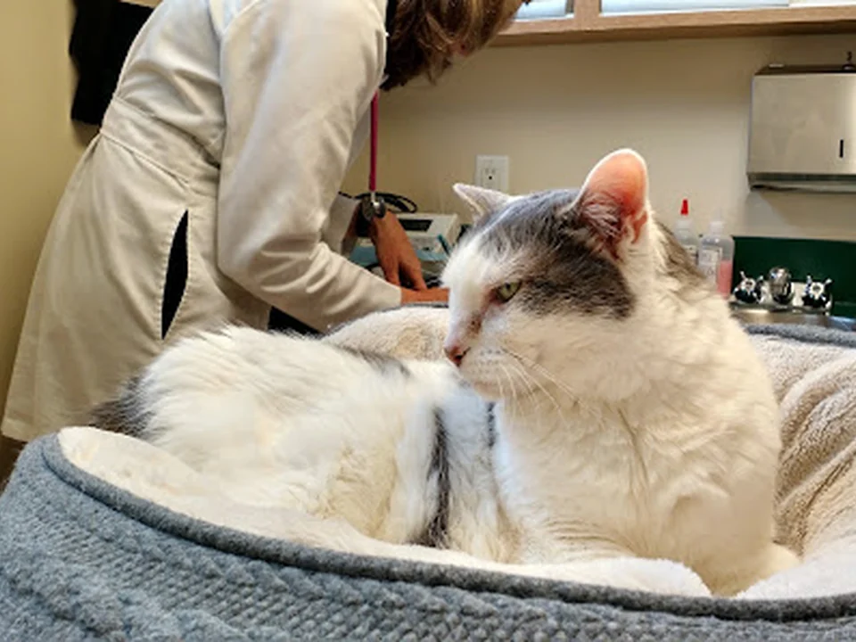 Cat Clinic of Seattle
