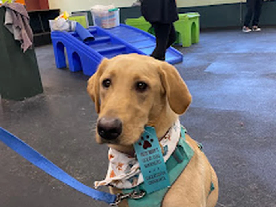 Fuzzy Buddy's Dog Daycare and Dog Training, Seattle