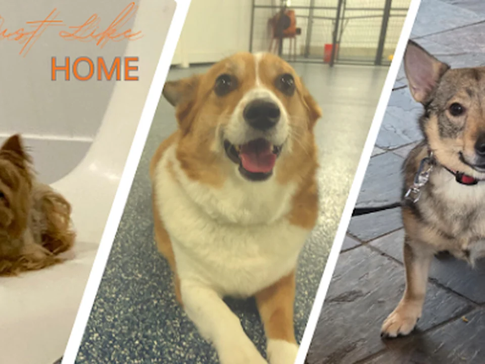 PawsVIP - West Seattle