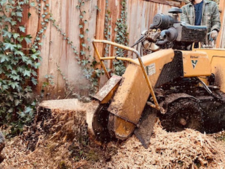 Blooma Tree Experts, Seattle