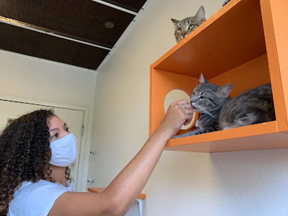 PAWS Cat City (Progressive Animal Welfare Society), Seattle