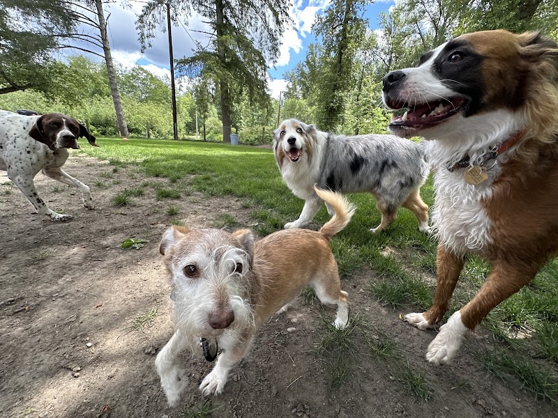 Seattle4Dogs
