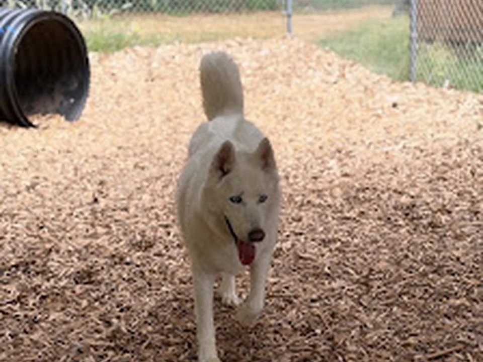 Soos Creek Kennels, Seattle