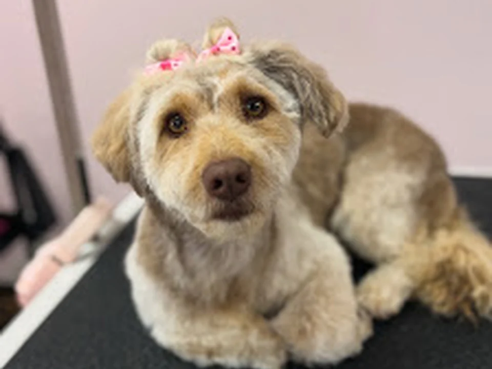 Puget Hound Grooming, Seattle