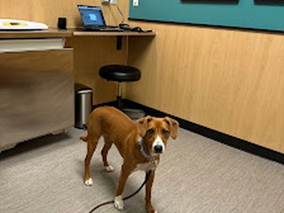 Fremont Animal Hospital, Seattle