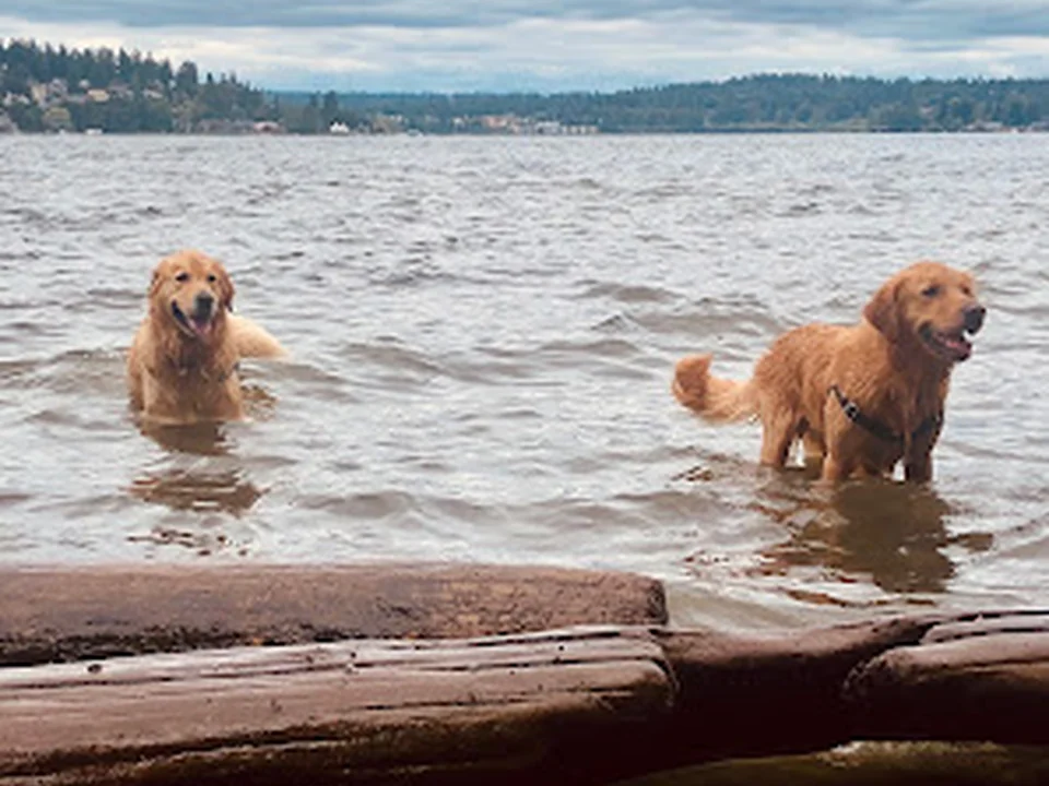 Magnuson Park Off Leash Dog Beach, Seattle