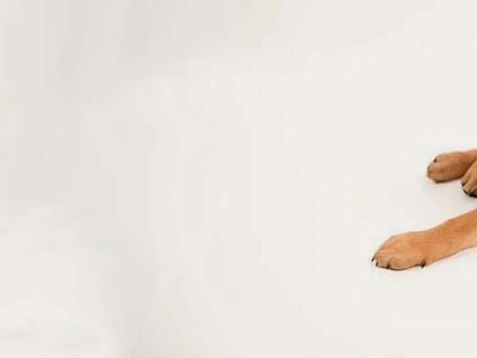 Seattle Humane