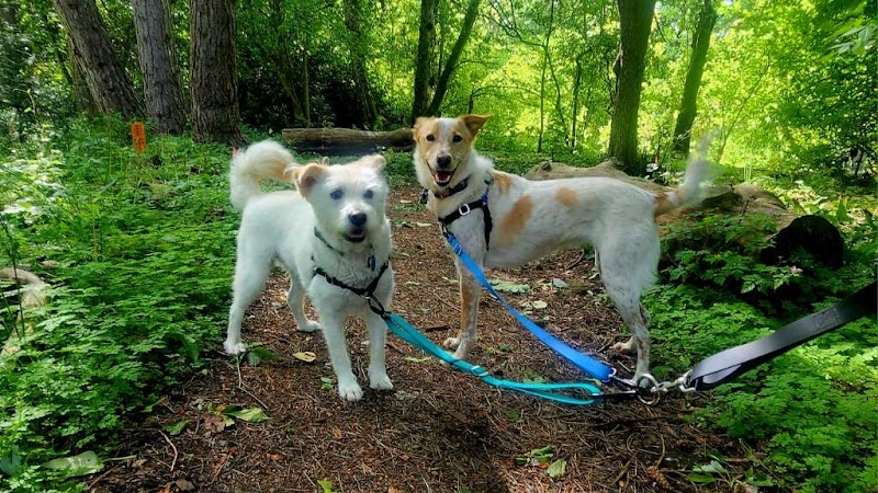 Rex & Roxy Pet Care, Seattle