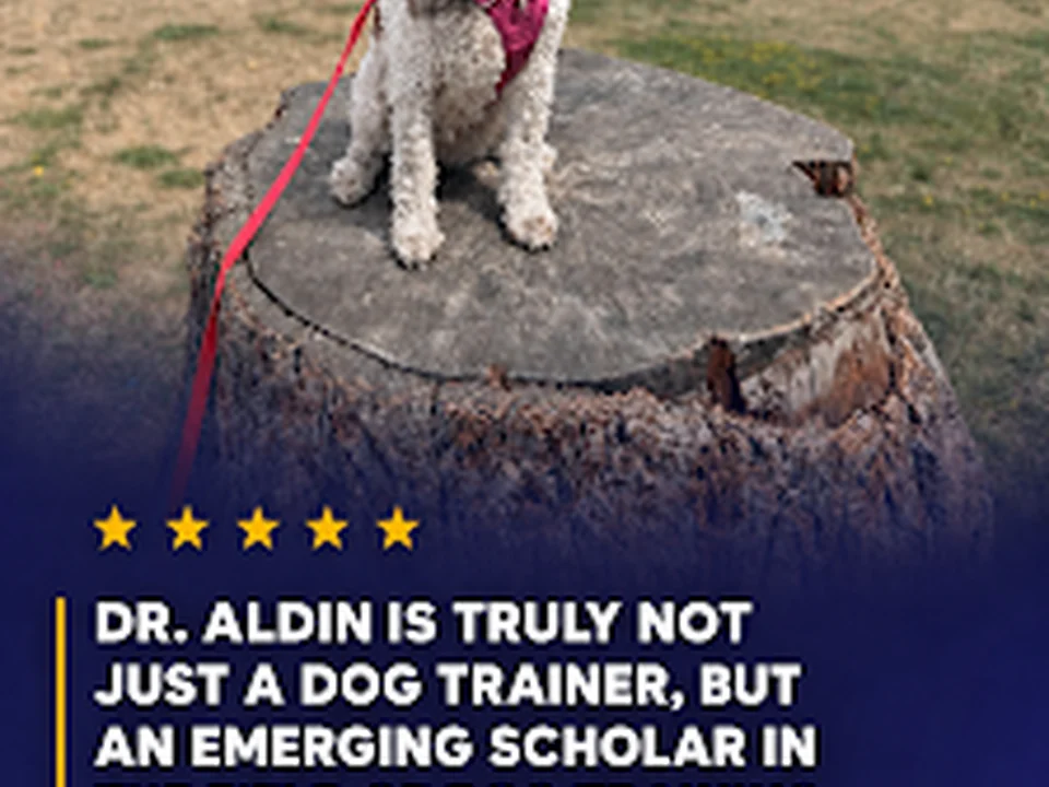 Everyday K9 Solutions | Behavior Modification Dog Training, Seattle