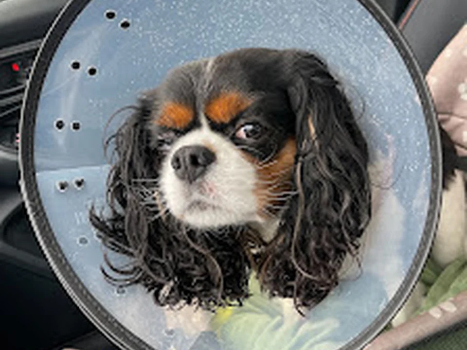 My Pet's Veterinary Urgent Care and Wellness, Seattle