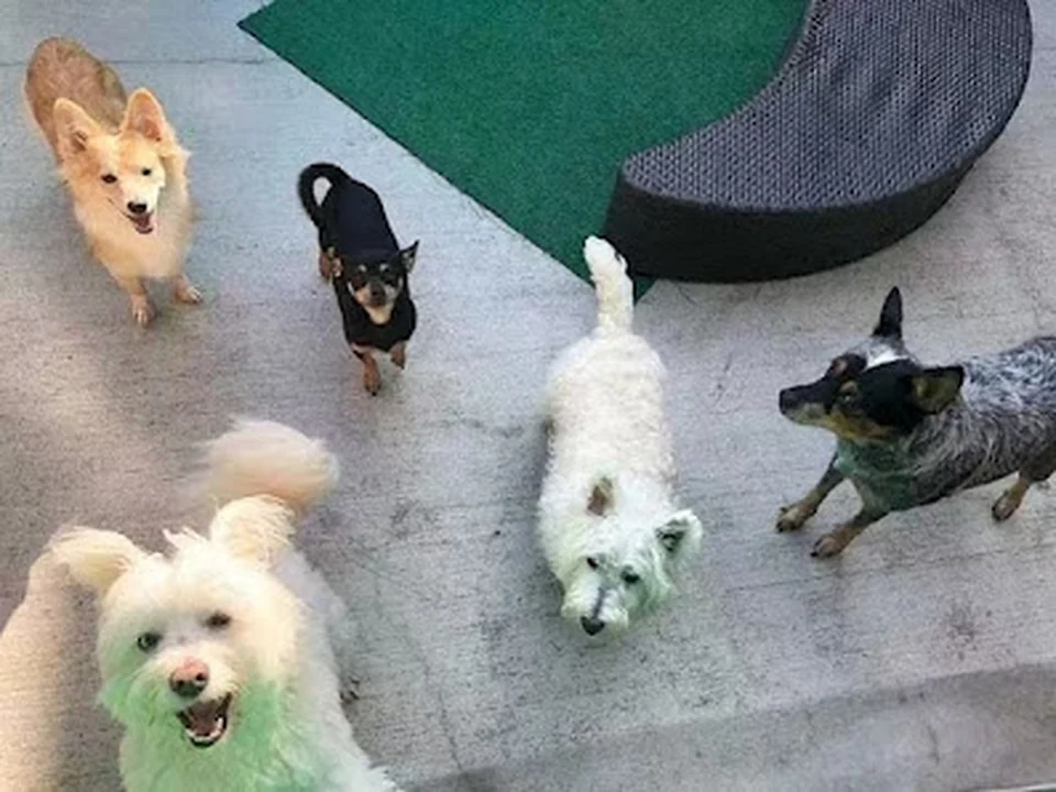 Paws VIP, Seattle