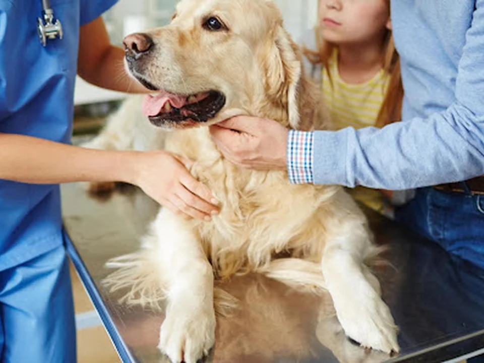 Madison Street Animal Hospital, Seattle