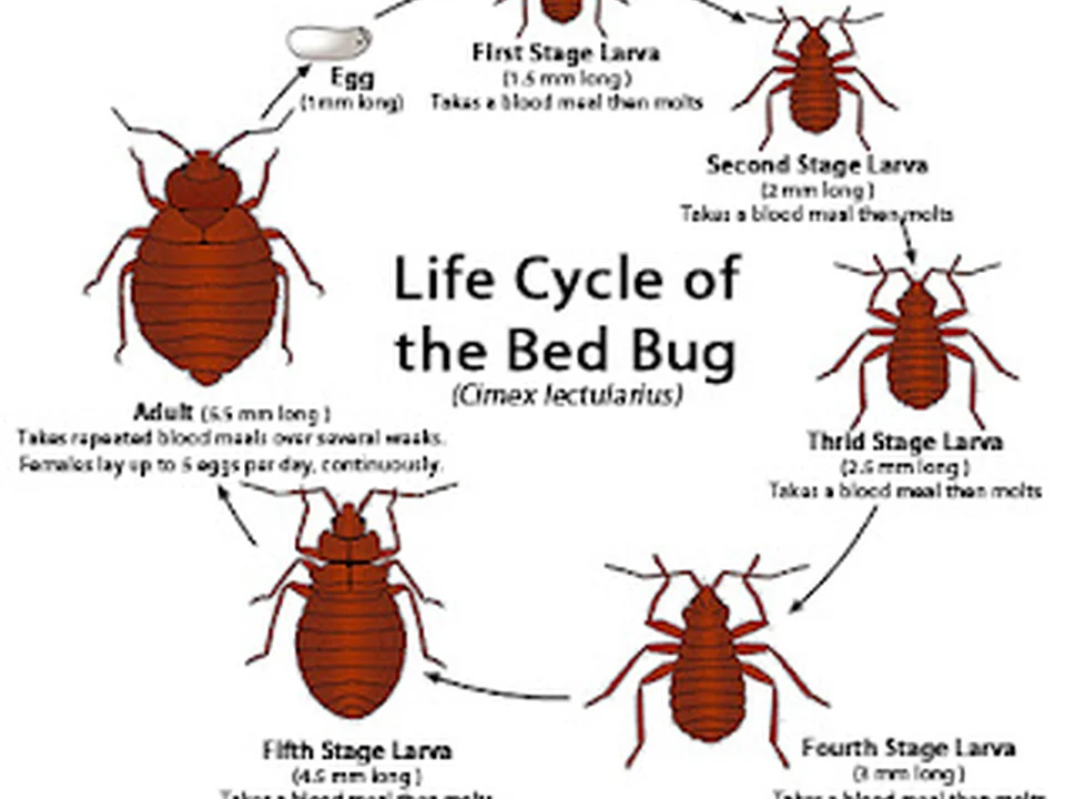 Bed Bug Exterminators Seattle