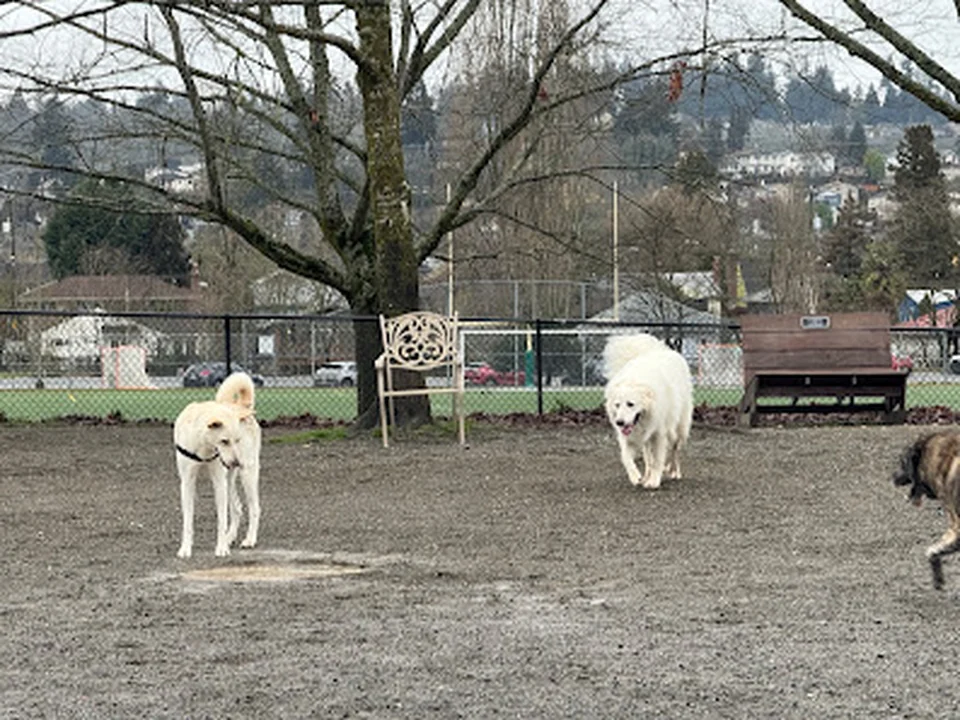 Genesee Dog Park, Seattle
