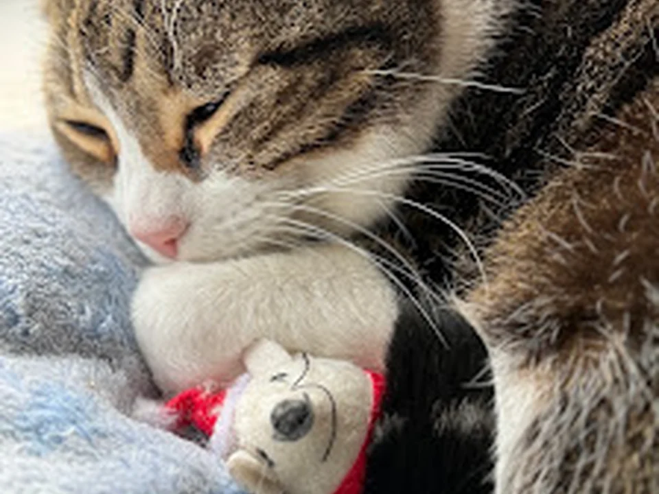 West Seattle Animal Hospital