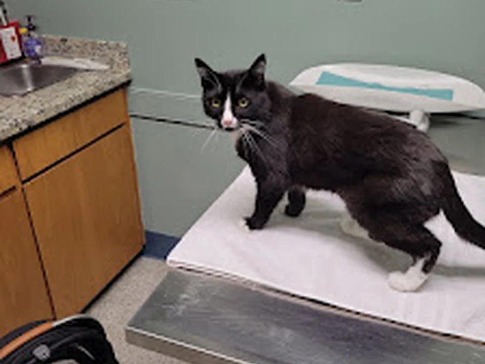 Renton West Veterinary Hospital, Seattle