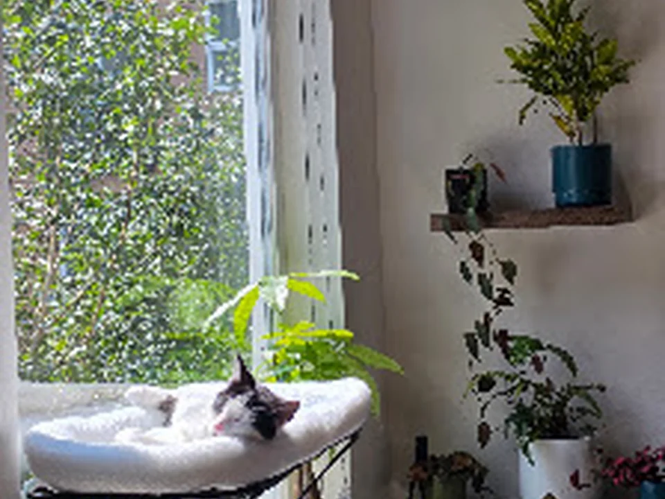 Seattle Area Feline Rescue