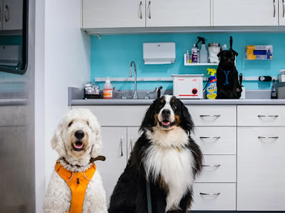 Seatown Veterinary Care, Seattle