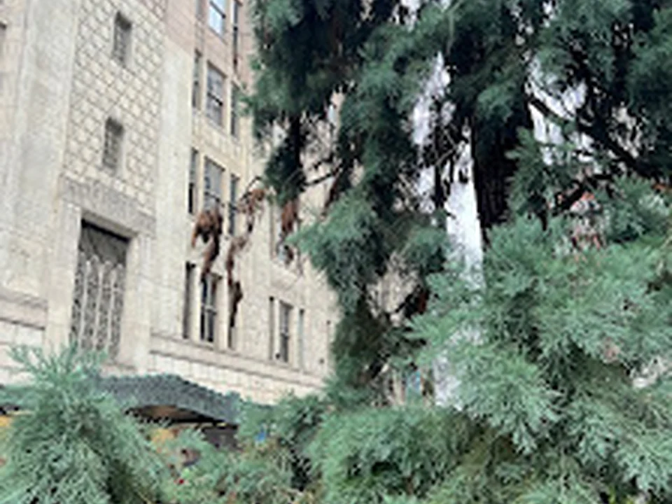 Seattle's Giant Sequoia Tree