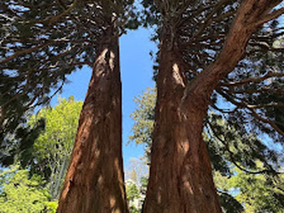 Giant Sequoia, Seattle
