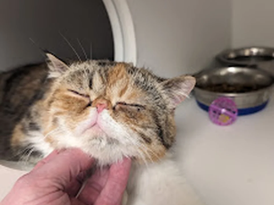 Regional Animal Services of King County, Seattle