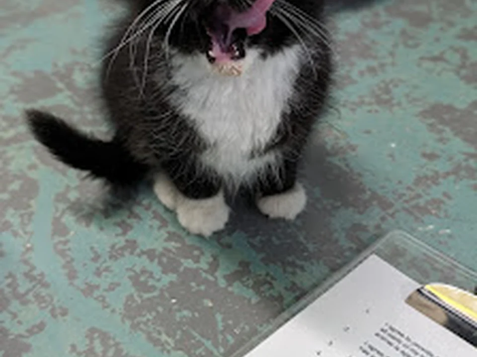 Burien C.A.R.E.S. Animal Shelter, Seattle