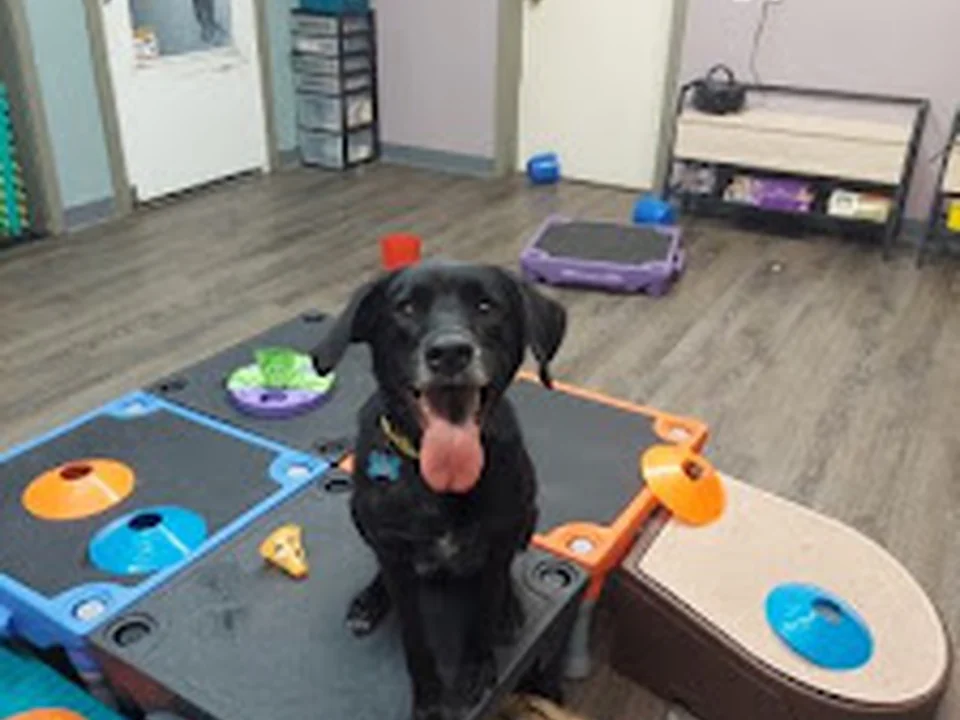 Great Dog Daycare & Training, Seattle