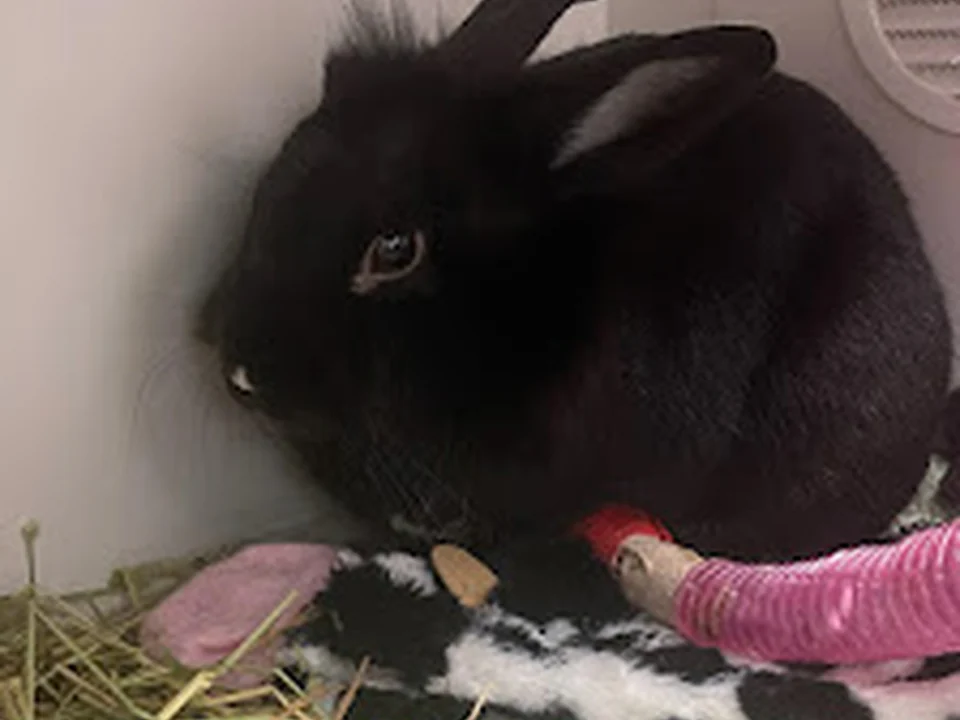 Center for Bird and Exotic Animal Medicine, Seattle