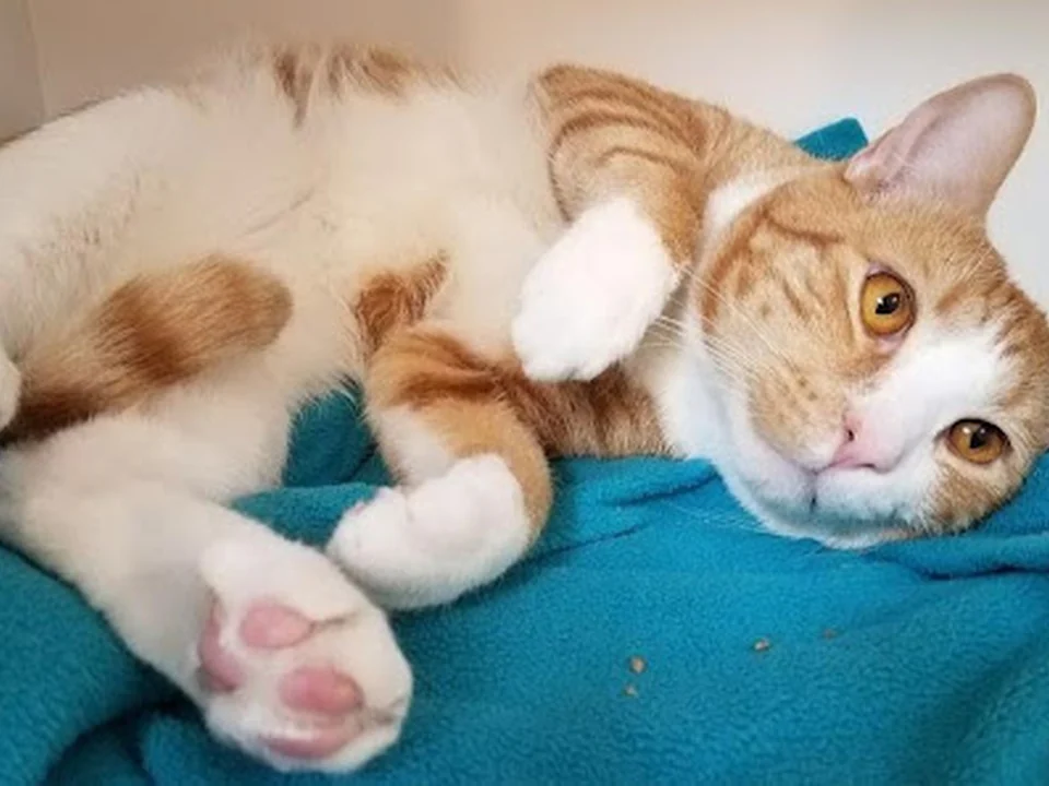 Cats Exclusive Veterinary Center, Seattle