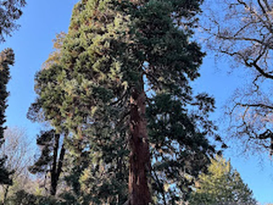 Giant Sequoia, Seattle