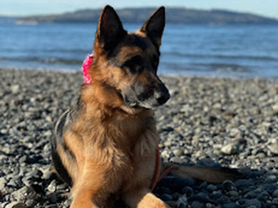 Tune-up Pup K9 Academy, Seattle