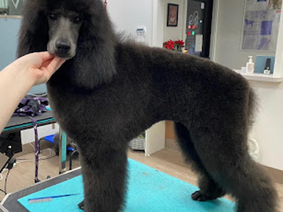 Classic & Classy Dog Spa LLC, Seattle