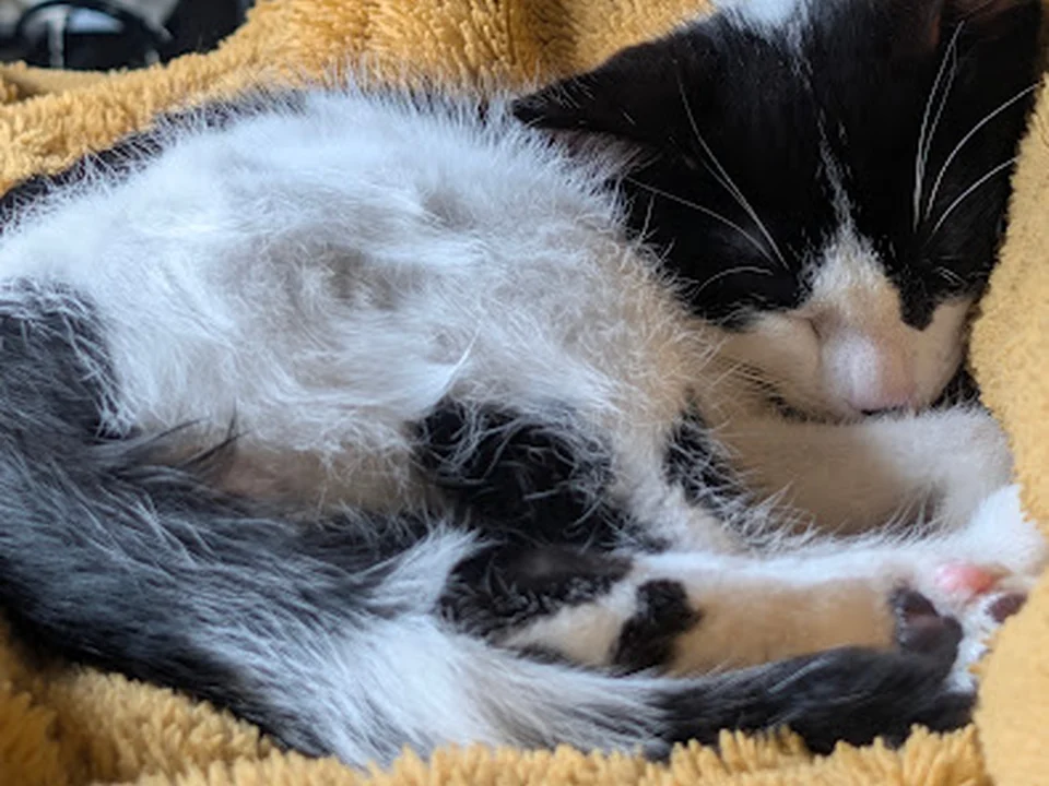Meow Cat Rescue, Seattle